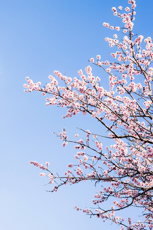 Branches of blossoming almond against the blue sky in spring on a sunny day in the gardenの写真素材