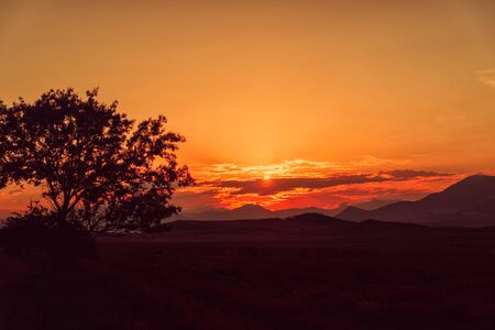 Amazing golden sunset in the mountains, a tree in the foregroundの写真素材