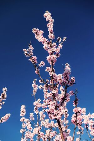 Blooming almonds against the blue sky in the garden in the spring sunny dayの写真素材