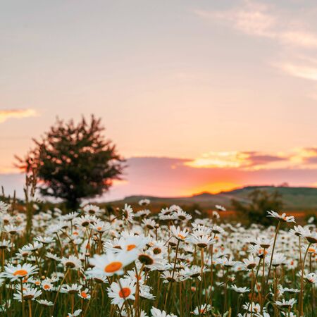 Field of wild daisies at sunsetの写真素材