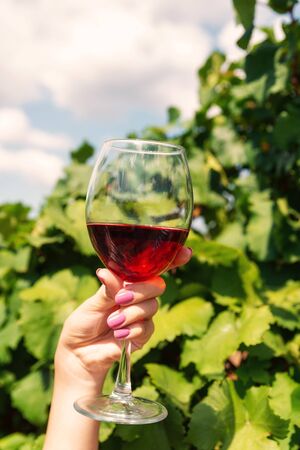 Large glass of red wine on the background of the vineyardの写真素材