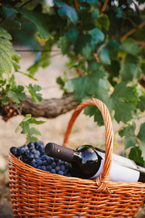 Basket of grapes and a bottle of wine under a grape bush