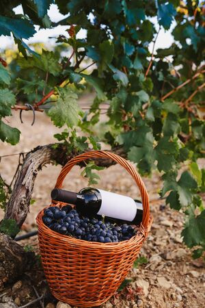Basket of grapes and a bottle of wine under a grape bushの写真素材