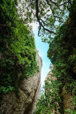 Cliffs covered with ivy, bottom view, beautiful green natural backgroundの写真素材