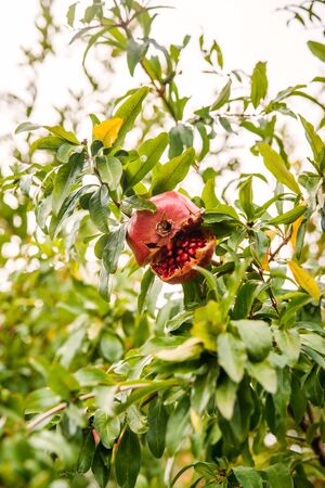 Ripe red pomegranates hanging on branches in the gardenの写真素材