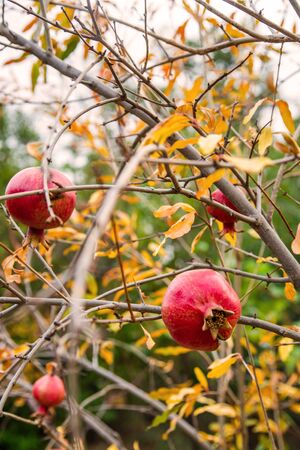 Ripe red pomegranates hanging on branches in the gardenの写真素材