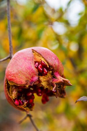 Ripe red pomegranates hanging on branches in the gardenの写真素材