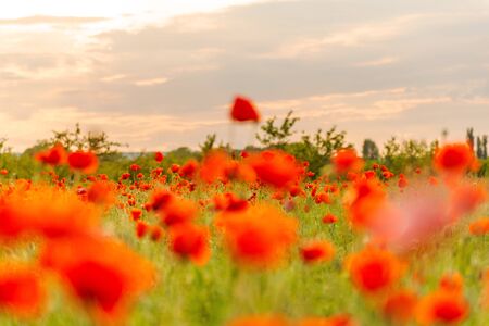 Booming poppies in a field in the evening warm sunlightの写真素材