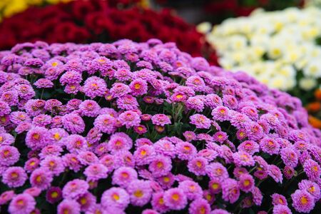 Beautiful flowers small chrysanthemums in autumn growing in pot, background pictureの写真素材