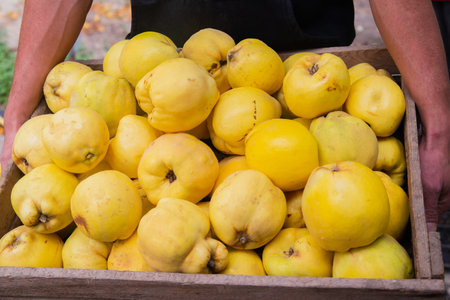Harvest juicy ripe quince collected in box in man's hands close-up