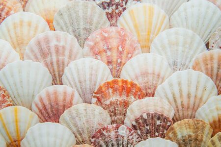 Background of sea shells evenly laid out like fish scalesの写真素材