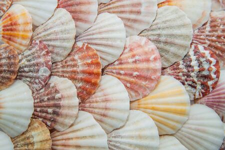 Background of sea shells evenly laid out like fish scalesの写真素材