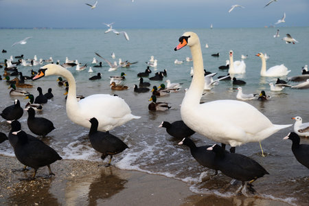 Ducks, swans and seagulls on a city beach on the coast in winter asking for food
