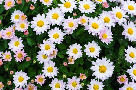 Beautiful flowers small chrysanthemums in autumn growing in pot, background pictureの写真素材
