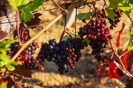 Juicy ripe grapes on the bushes in the vineyard on a sunny bright dayの写真素材