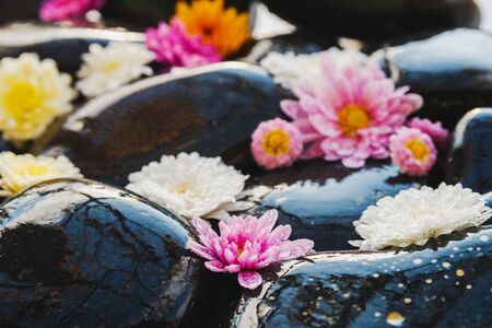 Wet black stones with chrysanthemum buds, decor for spa, relaxation and massageの写真素材