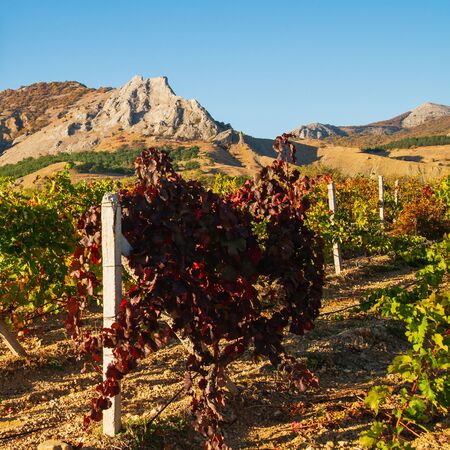 Bright beautiful vine bushes in the vineyard in autumn on a sunny dayの写真素材