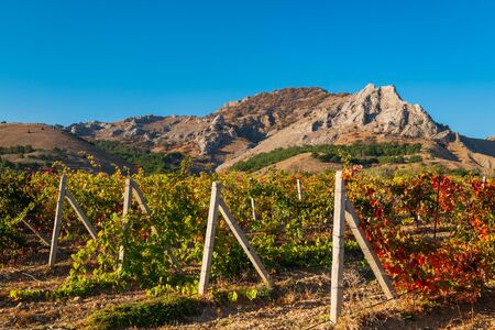 Juicy bright beautiful vine bushes in the vineyard in autumn on a sunny dayの写真素材