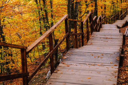 Path in the autumn golden forest, concept vacation, walk, relaxation, day off, unplugged
