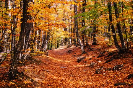 Path in the autumn golden forest, concept vacation, walk, relaxation, day off, unpluggedの写真素材