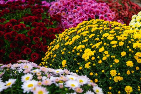 Beautiful Wallpaper of different chrysanthemum flowersの写真素材