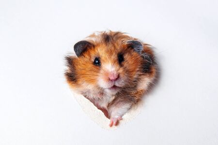 Syrian red-haired fluffy funny hamster gnaws a hole in paper close-upの写真素材
