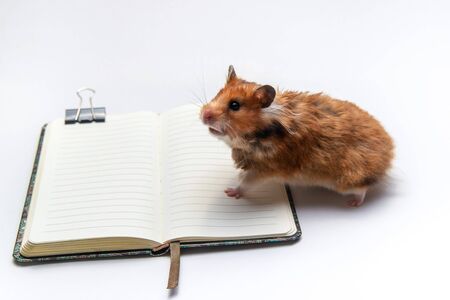 Red-haired home Syrian hamster stands on an open notebook on a tableの写真素材