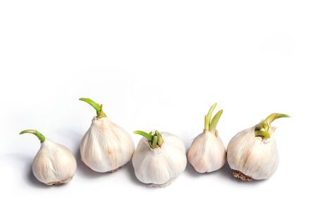 Several heads of garlic on a white background in the kitchen, ingredient for cookingの写真素材