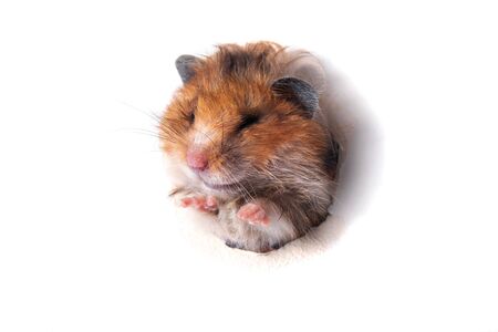 Funny red Syrian hamster peeps through paper holeの写真素材