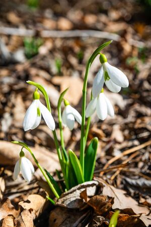 The first spring snowdrop flowers in the forest on a sunny dayの写真素材