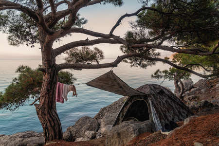 Tourist tent under a large pine tree on the seashore, resting place, tourist camp, vacationの写真素材