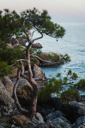 Lonely pine tree on the rocky seashoreの写真素材