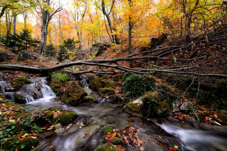 Landscape of a forest in autumn, fall. waterfall on leaves of varied colors, in tones of end of season, on a wall of natural rock.の写真素材