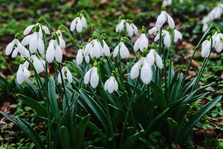 Snowdrops are the first spring flowers in the spring forestの写真素材