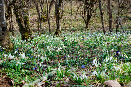 Snowdrops are the first spring flowers in the spring forestの写真素材