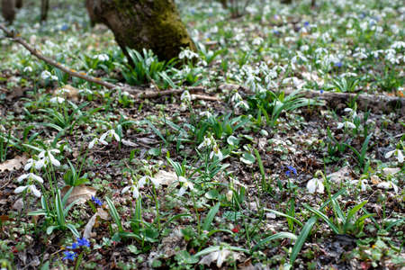 Snowdrops are the first spring flowers in the spring forestの写真素材