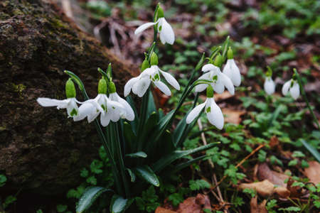 Snowdrops are the first spring flowers in the spring forestの写真素材