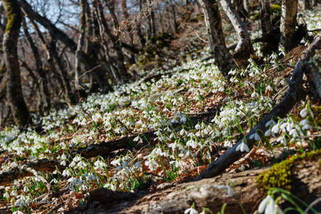 Snowdrops are the first spring flowers in the spring forestの写真素材