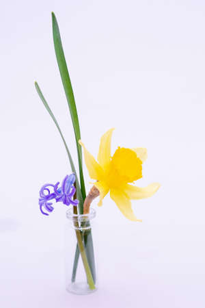 Small green succulent in a pot on a white backgroundの写真素材