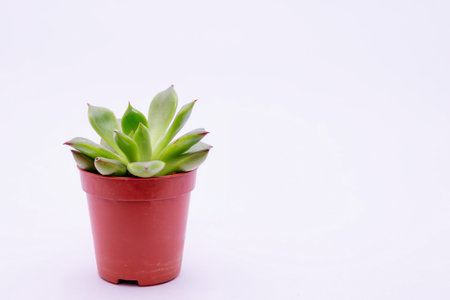 Small green succulent in a pot on a white backgroundの写真素材