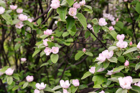 Blooming quince tree in spring gardenの写真素材