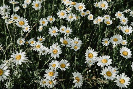 Cute red-haired girl in a chamomile field with her back, light mood, silence, peace, rest, peace of mind, warm toningの写真素材