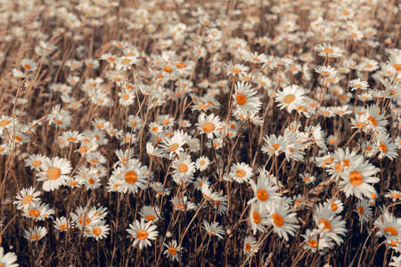 Cute red-haired girl in a chamomile field with her back, light mood, silence, peace, rest, peace of mind, warm toningの写真素材