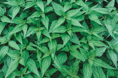 Green dense thickets of nettles, top view, natural backgroundの写真素材