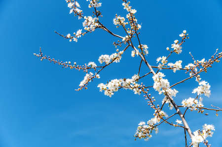 Lots of fluffy white dandelions in the green grass in springの写真素材