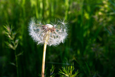 Lots of fluffy white dandelions in the green grass in springの写真素材