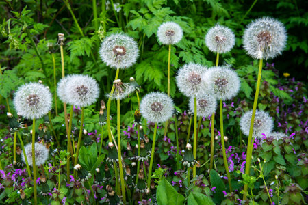 Lots of fluffy white dandelions in the green grass in springの写真素材