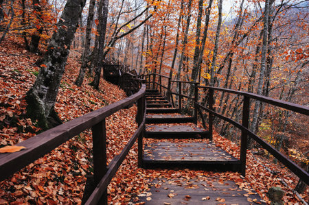 Bench in the autumn forest, a quiet place to relax and take a walkの写真素材