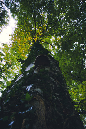 Bench in the autumn forest, a quiet place to relax and take a walkの写真素材