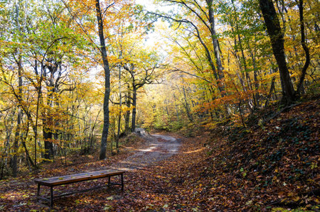 Bench in the autumn forest, a quiet place to relax and take a walkの写真素材